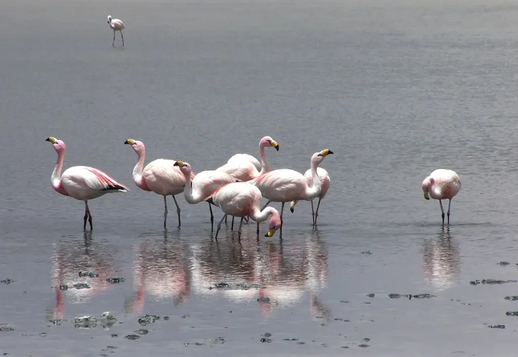 Flamingos feeding in a high lagoon of the Bolivian altiplano
