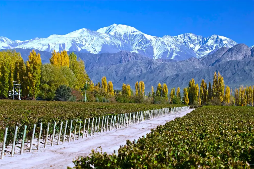 Vineyards below the Andes in Mendoza, Argentina