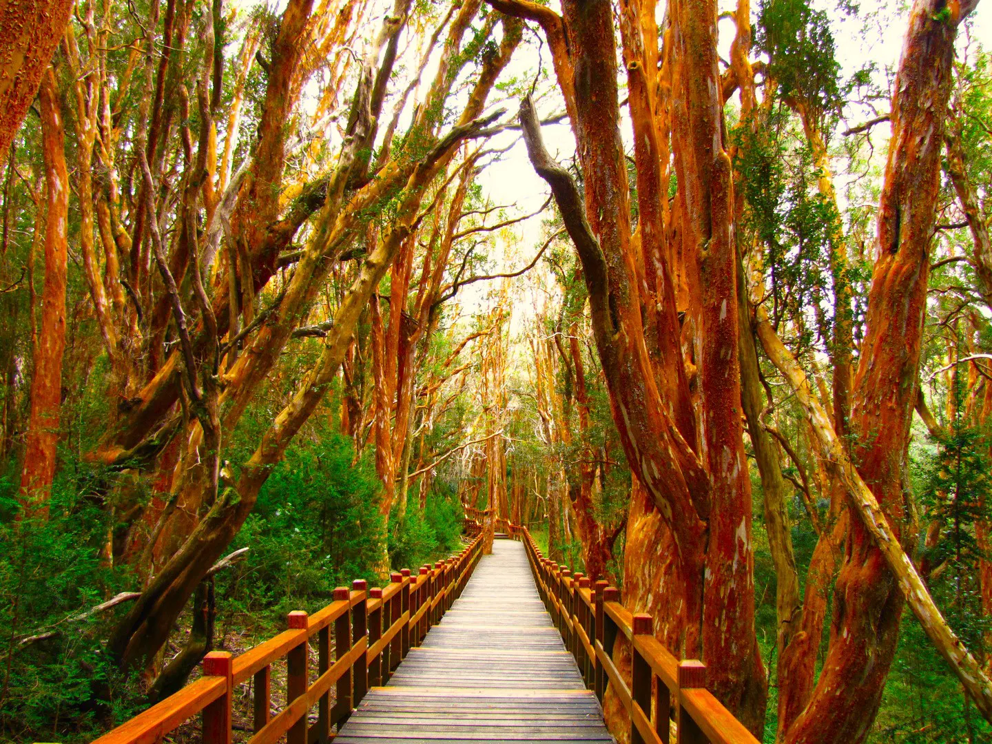 Full-Day Andean Lakes Crossing from Puerto Varas to Bariloche - Image 1