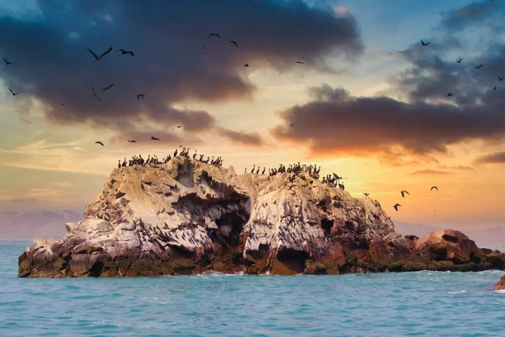 Seabirds on the Ballestas Islands