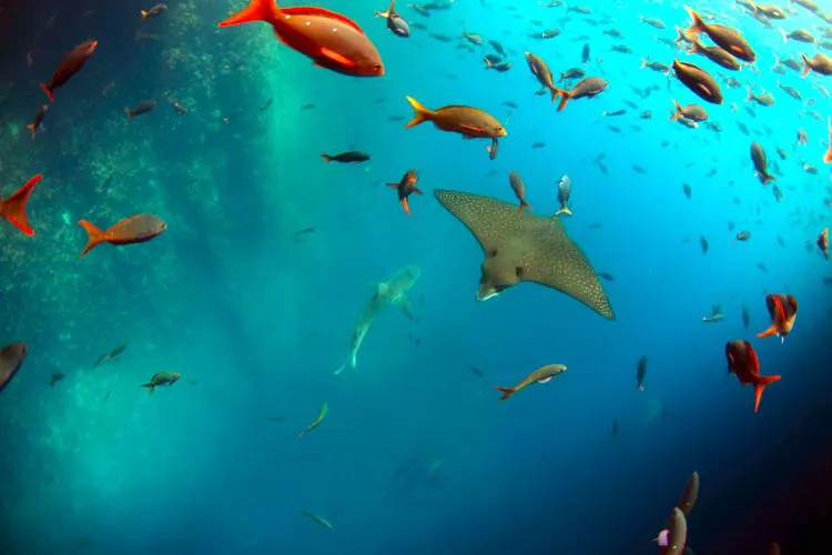 Navigable Tours to Other Galápagos Islands - Image 3