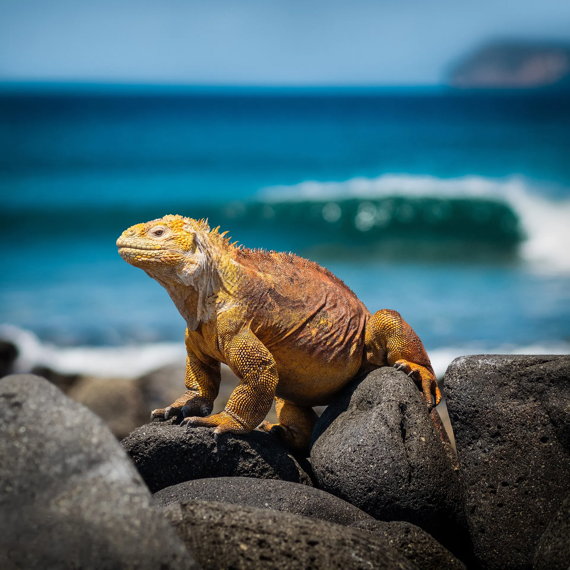 Flight from Quito to Santa Cruz Island & Begin Galápagos Programme (Day 1) - Image 3