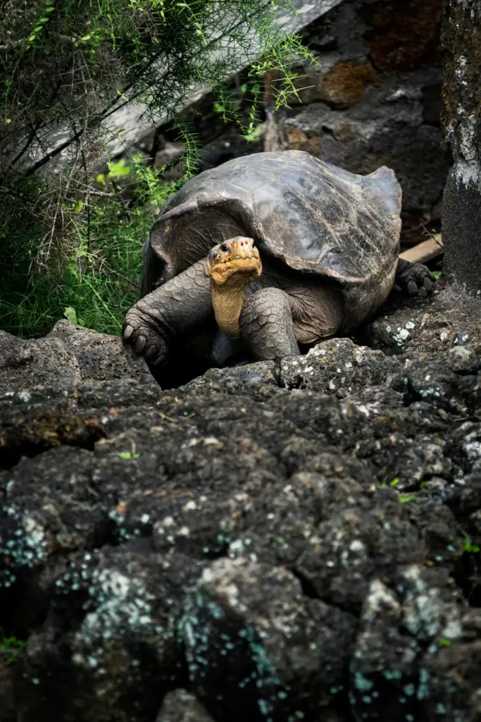 Navigable Excursion to a Nearby Island - Image 2