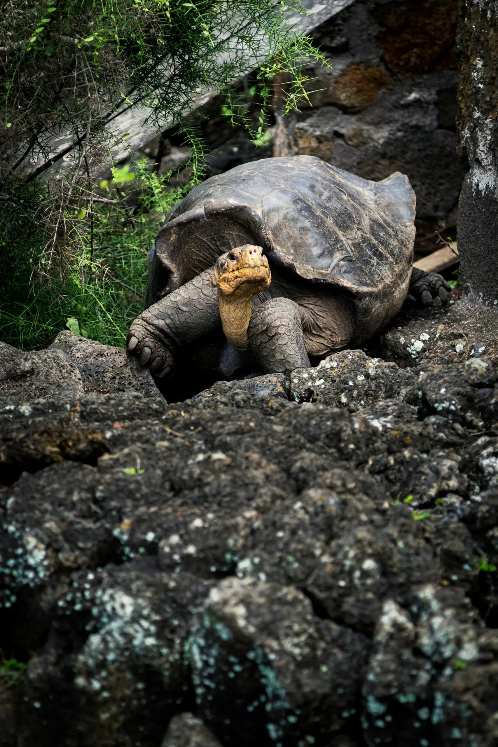 Flight from Quito to Santa Cruz Island & Begin Galápagos Programme (Day 1) - Image 2