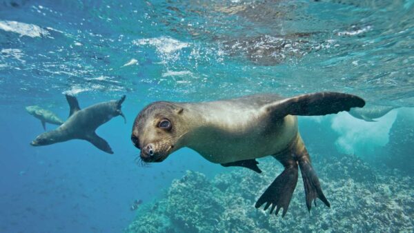 foca galapagos ecuador