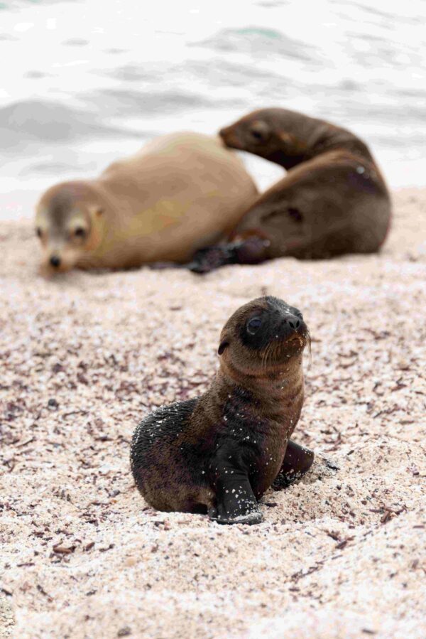 seals-galapagos-ecuador