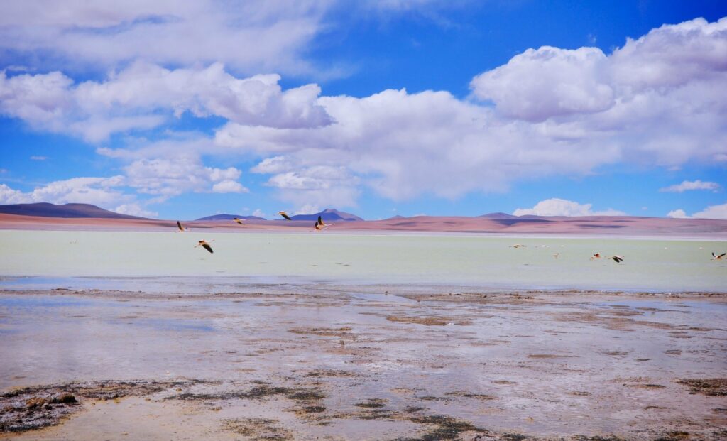 Flamingos on a high Andean lagoon on the route south of Uyuni