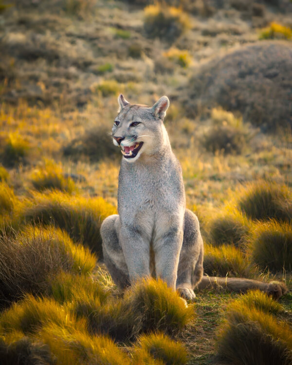 Torres del Paine Puma