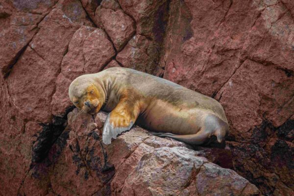 paracas sleeping sea lion