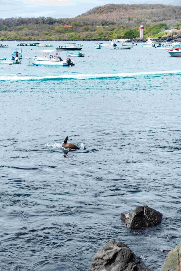 santacruz-island-galapagos