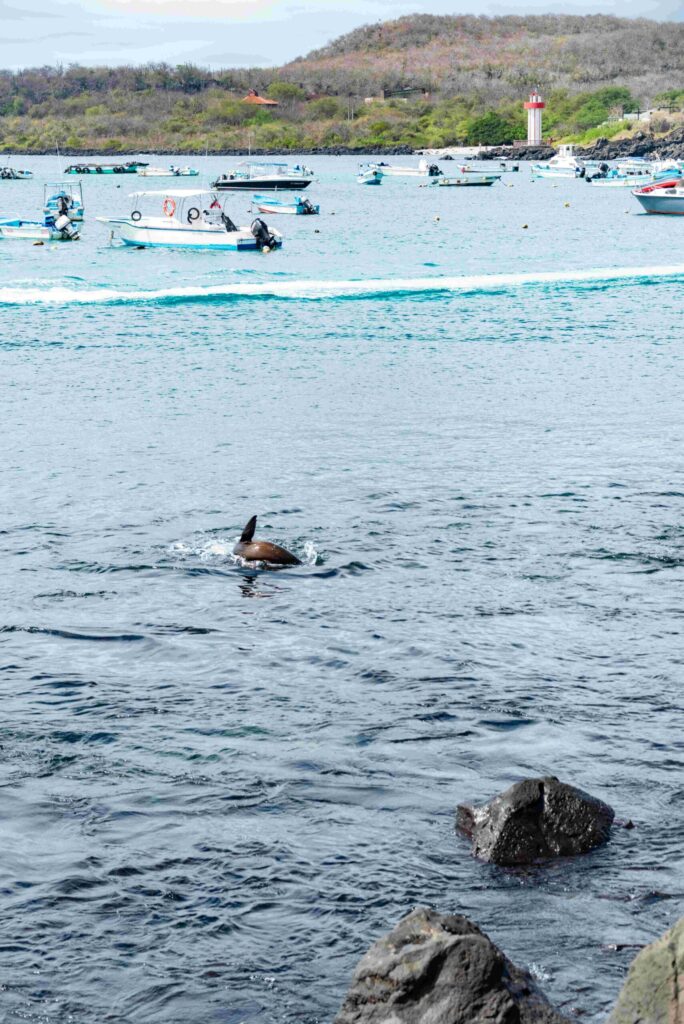 Navigable Excursion to a Nearby Island - Image 1