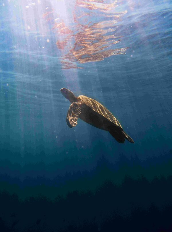 tortuga-galapagos