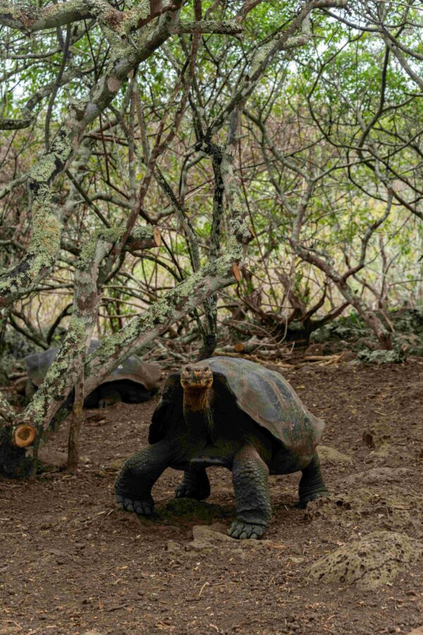 tortuga-gigante-de-galapagos