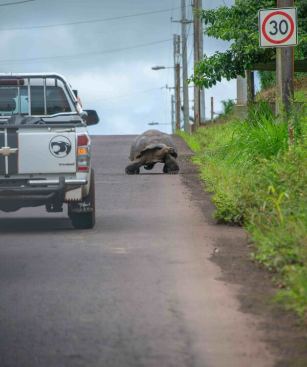tortuga-gigante-en-la-pista